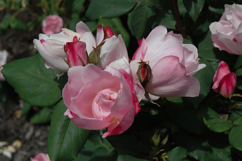 Rose Blushing Knock Out®