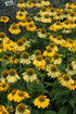 Coneflower Sombrero® Lemon Yellow