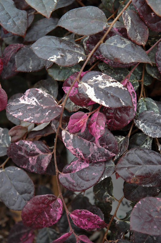 Loropetalum Jazz Hands Variegated