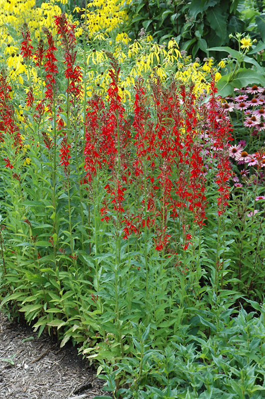 Cardinal Flower