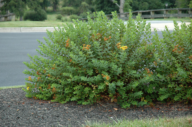 St. John'S Wort Hidcote