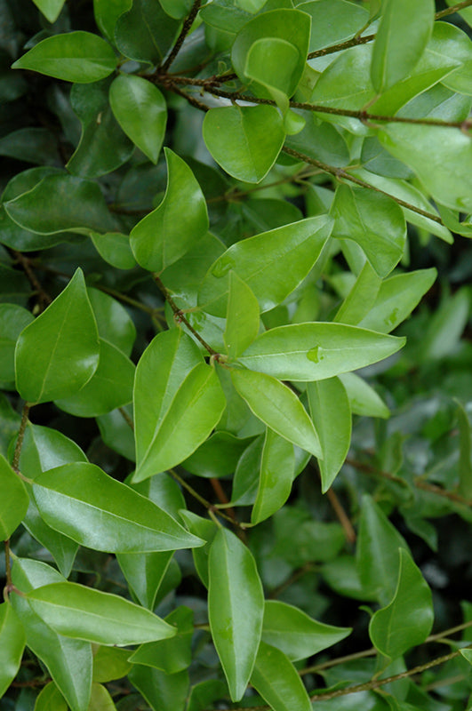 Ligustrum Wavyleaf