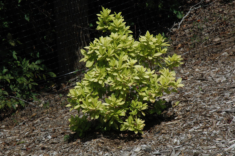 Anise Shrub Florida Sunshine