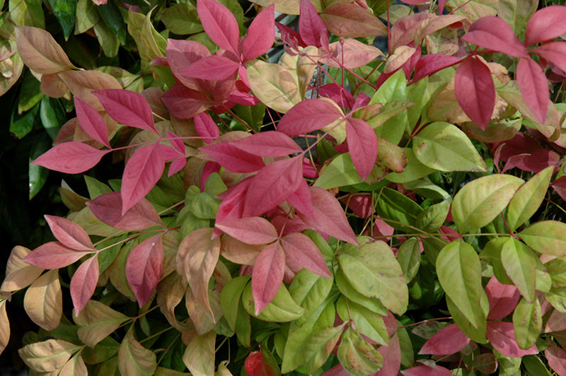 Nandina Blush Pink™