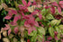 Nandina Blush Pink™