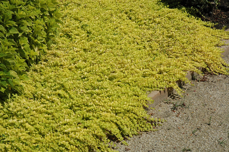 Creeping Jenny Golden