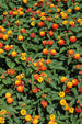 Lantana Luckyª Flame Improved