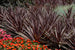 Cordyline Red Sensation Red Sensation