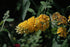 Butterfly Bush Honeycomb