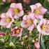 Helleborus Hgc® Ice N' Roses® Carlotta