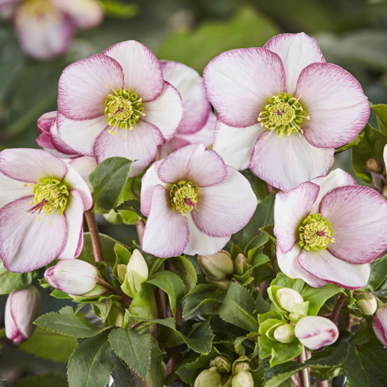 Helleborus Hgc® Ice N' Roses® Picotee