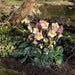 Helleborus Hgc® Ice N' Roses® Rosetta