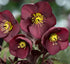 Helleborus Hgc® Ice N' Roses® Merlot