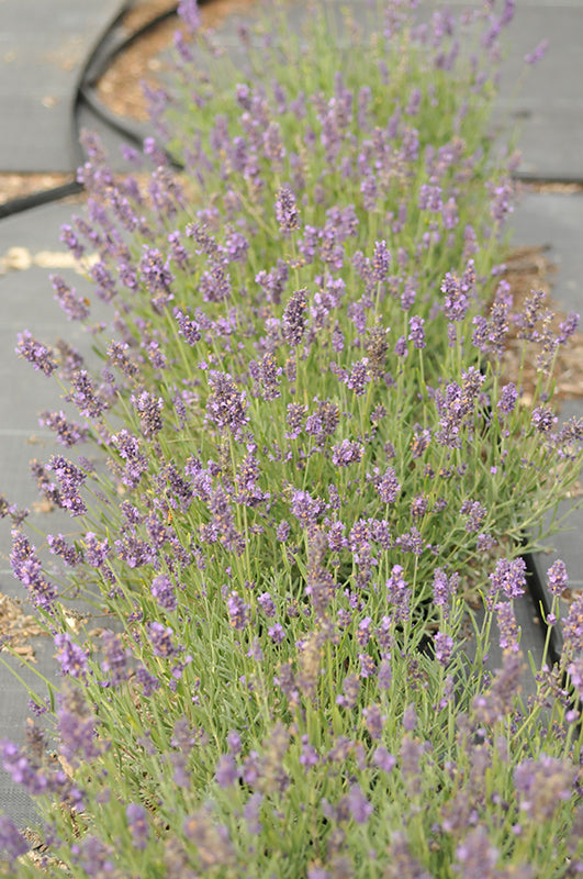 Lavender English Superblue