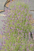 Lavender English Superblue