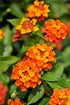 Lantana Landmarkª Red