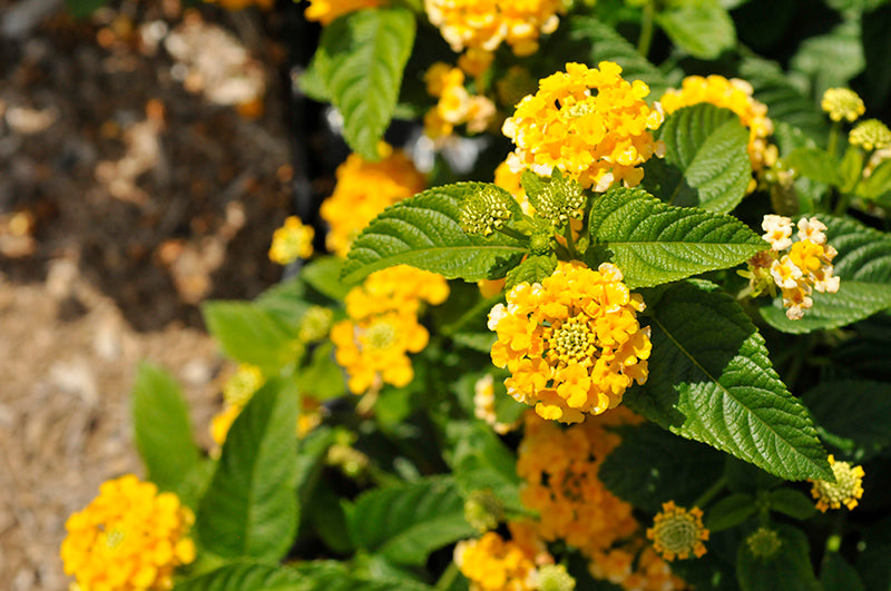 Lantana Luckyª Pot Of Gold