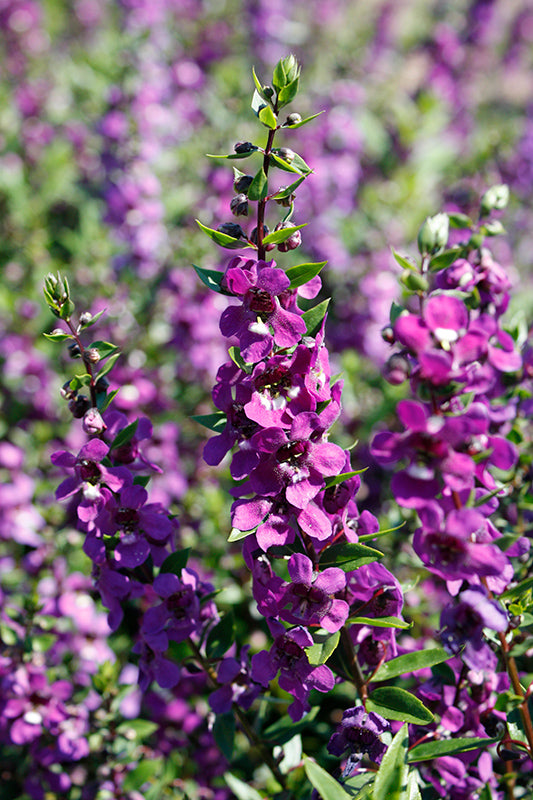 Angelonia Serena Purple