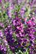 Angelonia Serena Purple