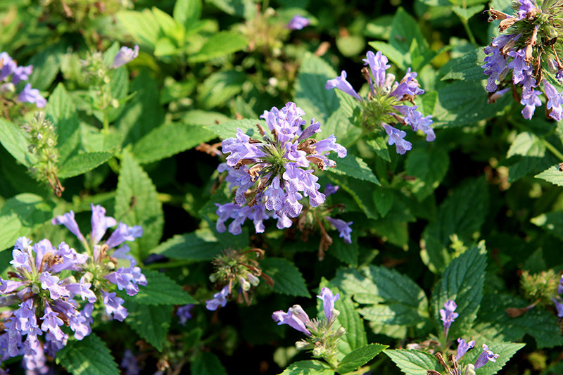 Catmint Blue Prelude