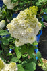 Hydrangea Moonrock®