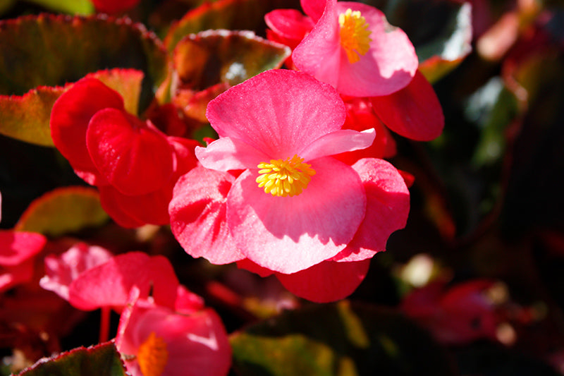 Begonia Big Rose/Bronze Leaf