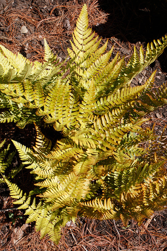 Fern Autumn Brilliance