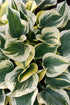 Hosta Liberty