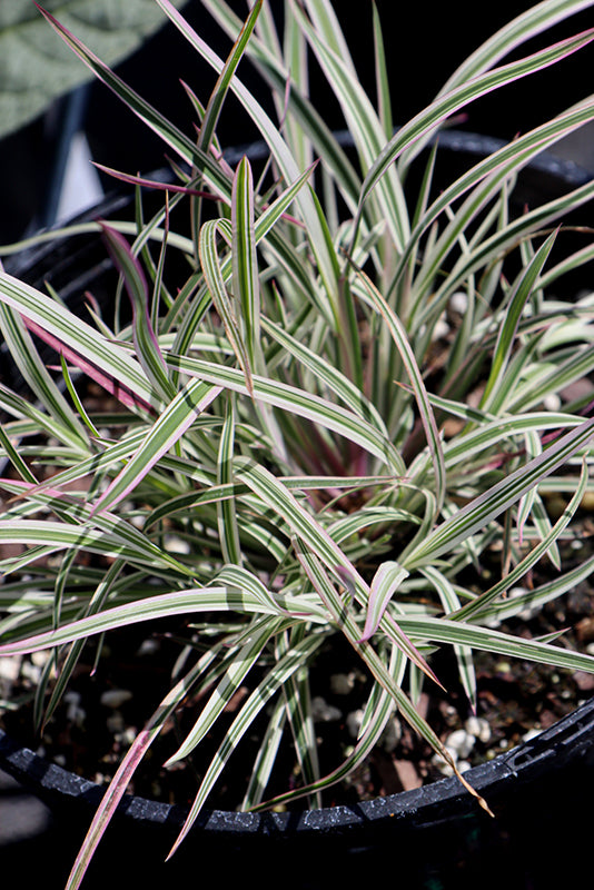 Grass Little Bluestem Chameleon Variegated