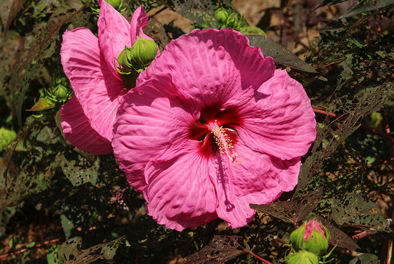 Hibiscus Head Over Heels® Passion