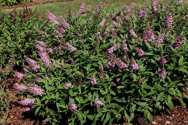 Butterfly Bush Butterfly Candy® Lil' Taffy™