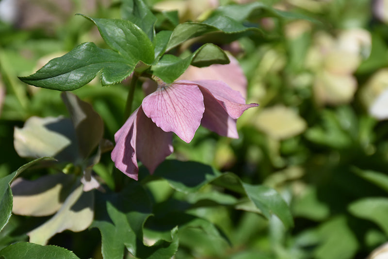 Helleborus Pine Knot Select Strain