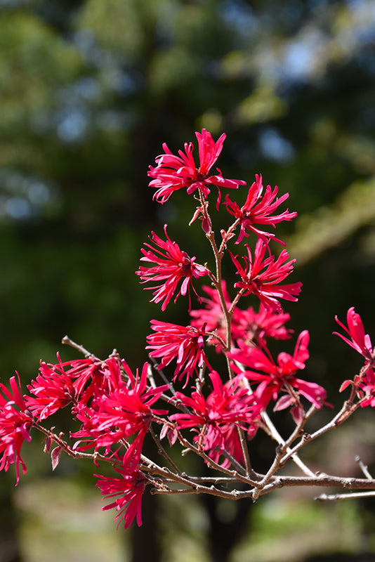 Loropetalum Ever Red®*