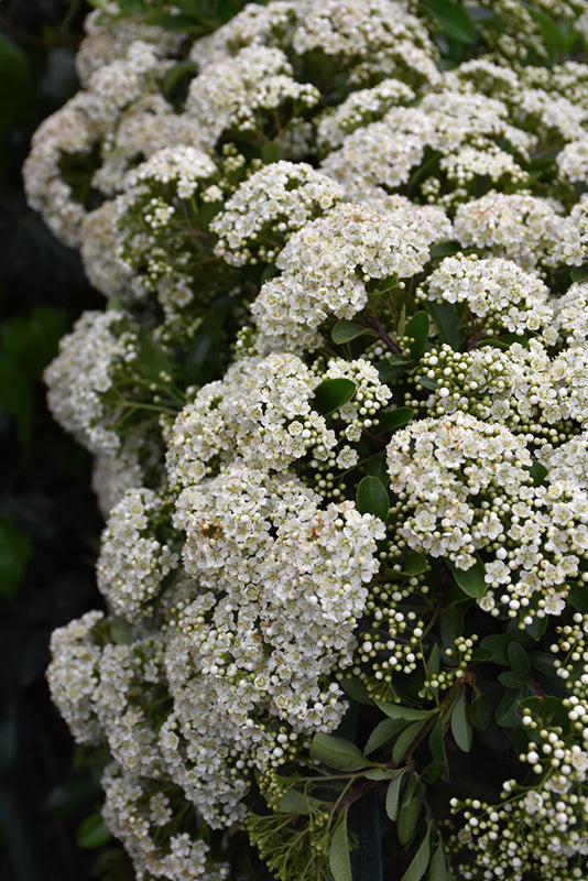 Pyracantha Mohave- Orange
