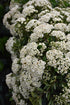 Pyracantha Mohave- Orange