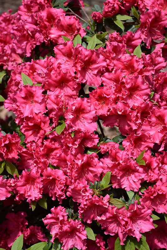 Azalea Ruffle Red