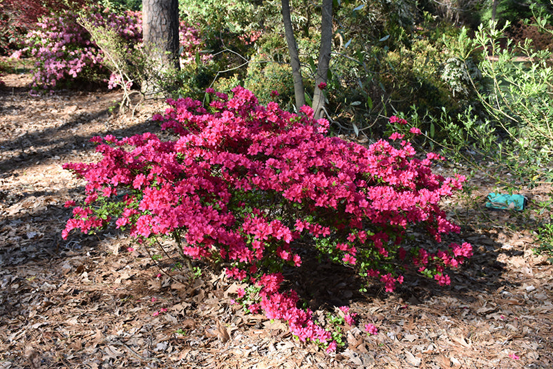 Azalea Girard'S Crimson Fuchsia- Purple