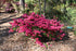 Azalea Girard'S Crimson Fuchsia- Purple