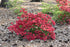 Azalea Girard'S Crimson Red