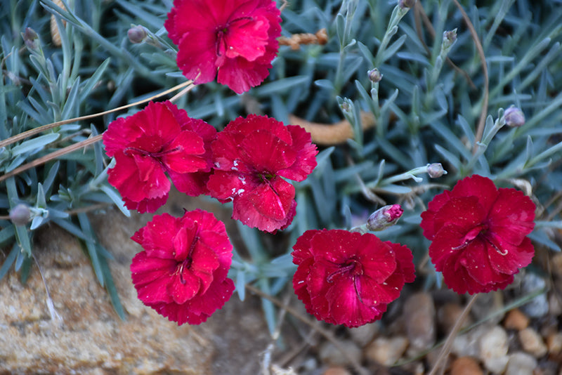 Dianthus Frosty Fire