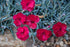 Dianthus Frosty Fire