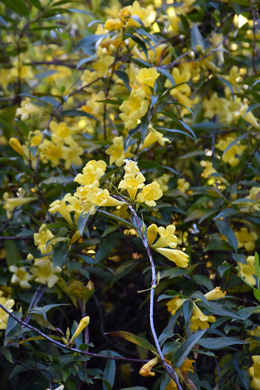 Jasmine Carolina Yellow