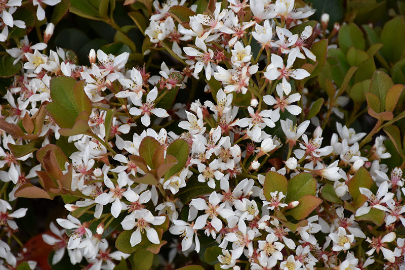 Hawthorn Snowcap®