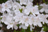 Azalea Delaware Valley- White