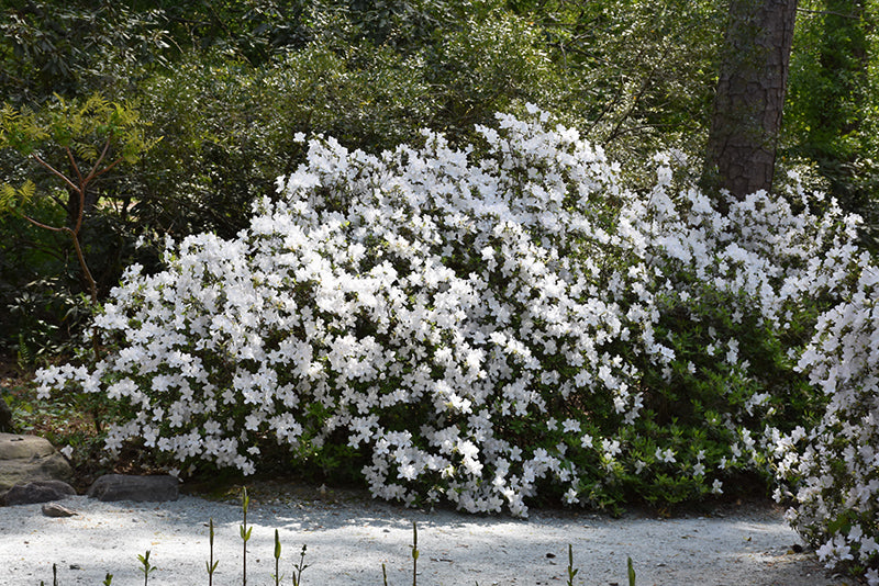 Azalea Delaware Valley- White