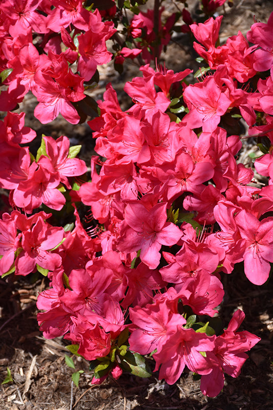 Azalea Sunglow- Red