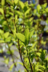 Dogwood Red Twig Baileyi