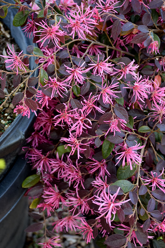 Loropetalum Daruma