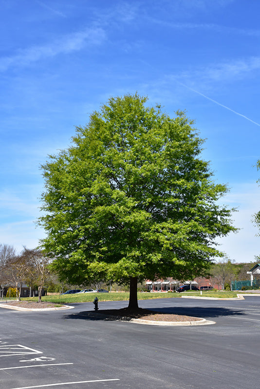 Oak Willow