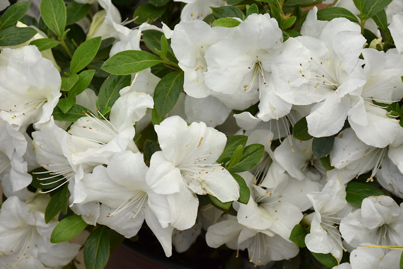 Azalea Encore® Autumn Ivory®